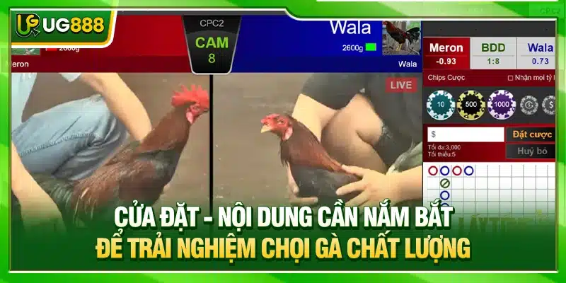Đá Gà UG888 - Điểm Chơi Online Đầy Kịch Tính, Kèo Đơn Giản 3 Cửa đặt - Nội dung cần nắm bắt để trải nghiệm chọi gà chất lượng