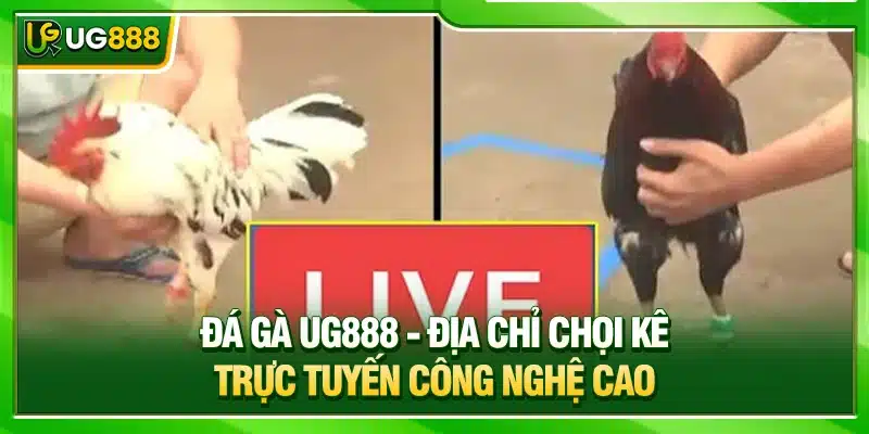 Đá Gà UG888 - Điểm Chơi Online Đầy Kịch Tính, Kèo Đơn Giản 1 Đá gà UG888 - Địa chỉ chọi kê trực tuyến công nghệ cao