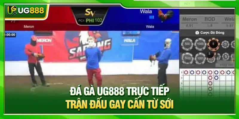 UG888 ⭐️ Nhà Cái UG888 Uy Tín | Chào Mừng WorldCup +888K 6 Đá gà UG888 trực tiếp trận đấu gay cấn từ sới