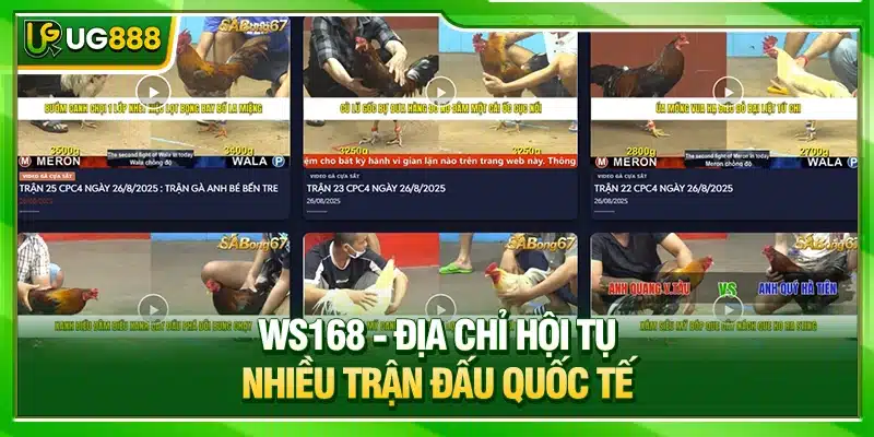 Đá Gà UG888 - Điểm Chơi Online Đầy Kịch Tính, Kèo Đơn Giản 2 WS168 - Địa chỉ hội tụ nhiều trận đấu quốc tế